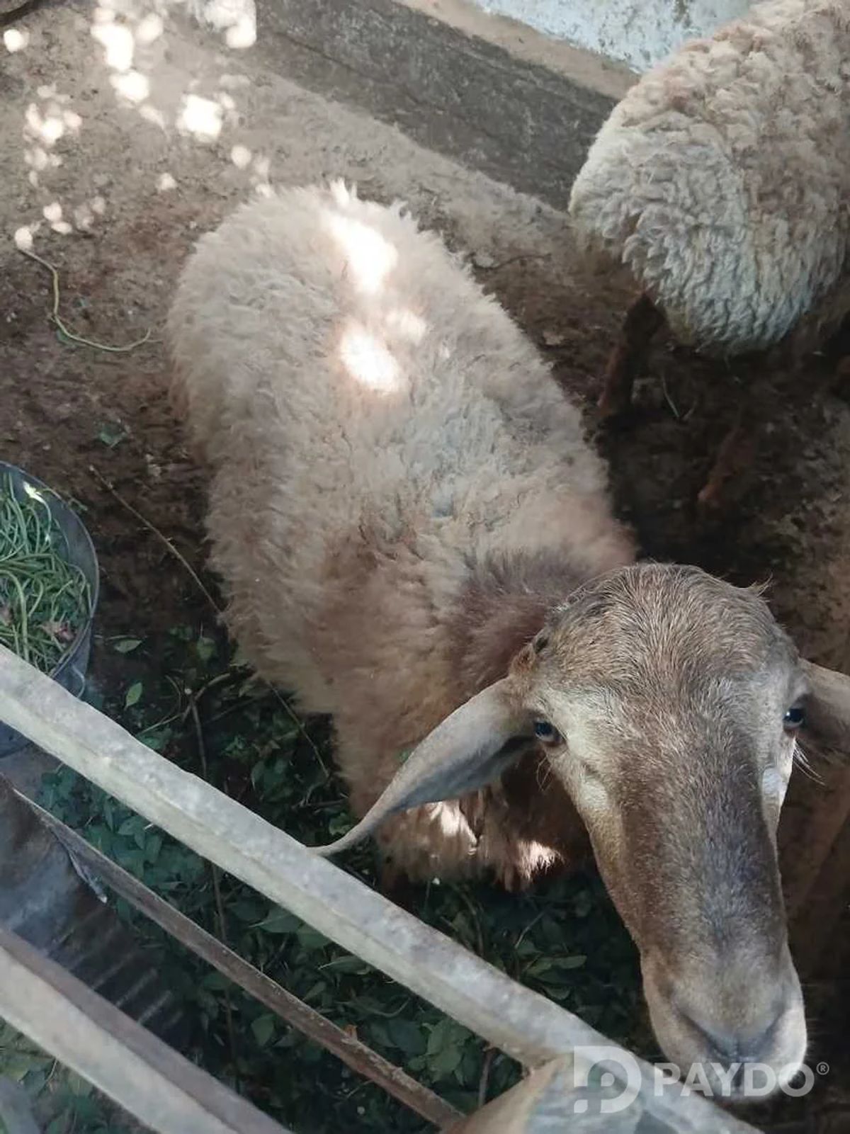 Гуспанд