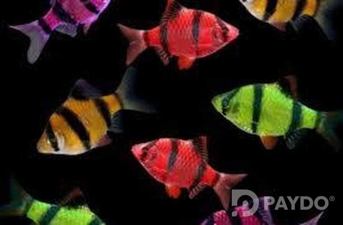 Fish