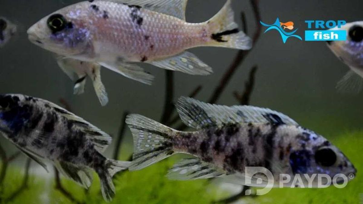Fish