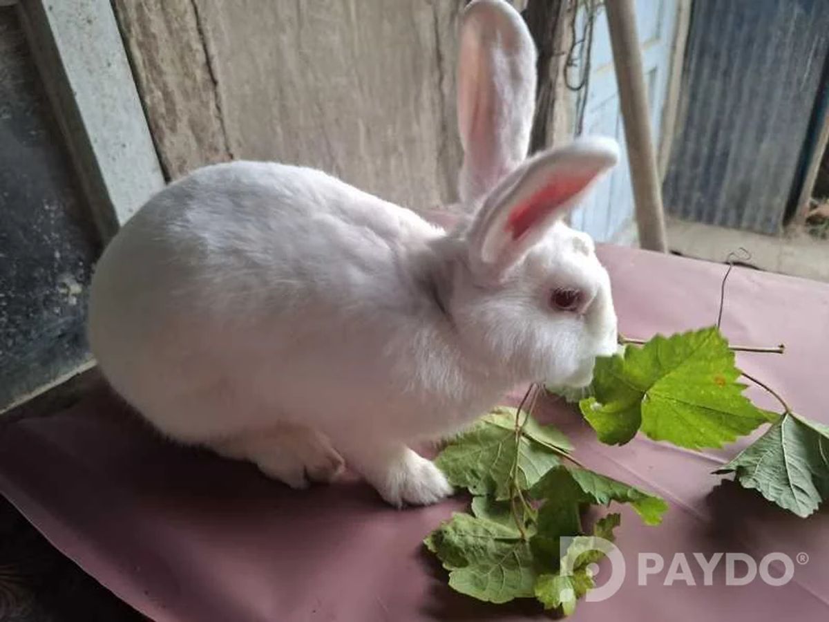 Rabbits
