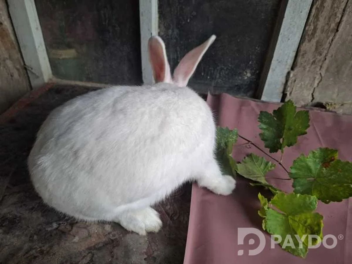 Rabbits