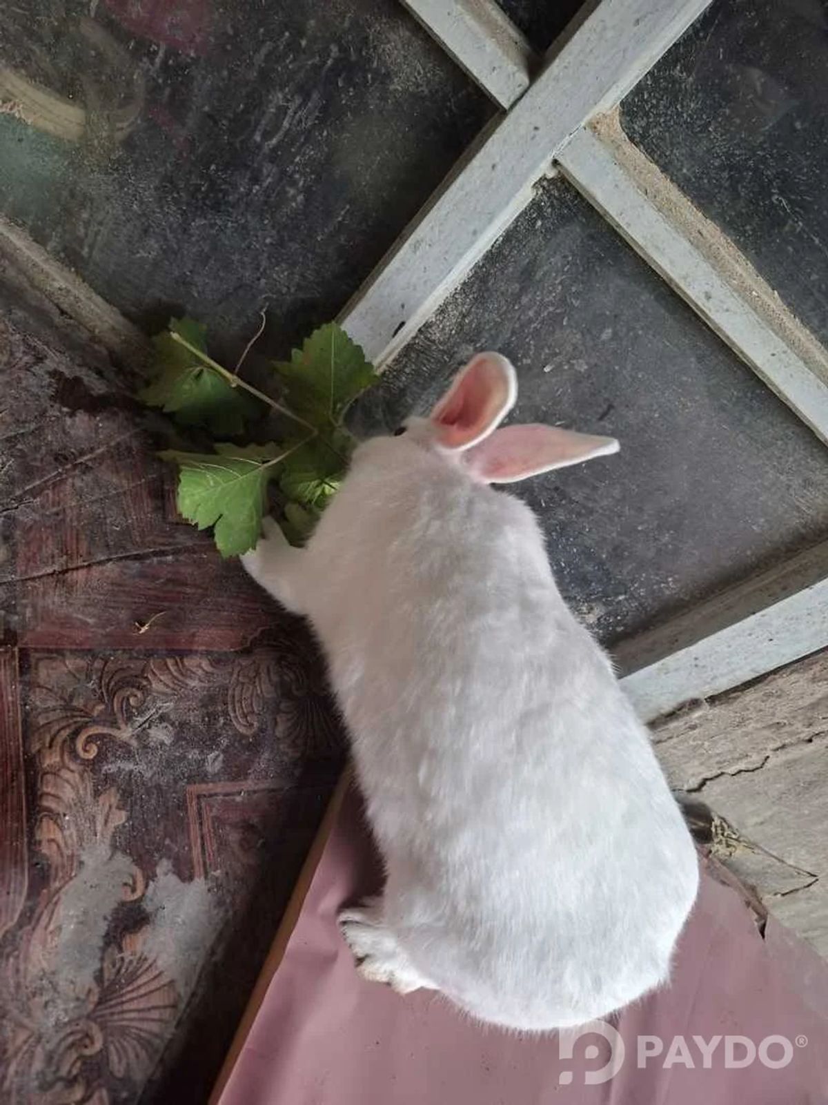 Rabbits