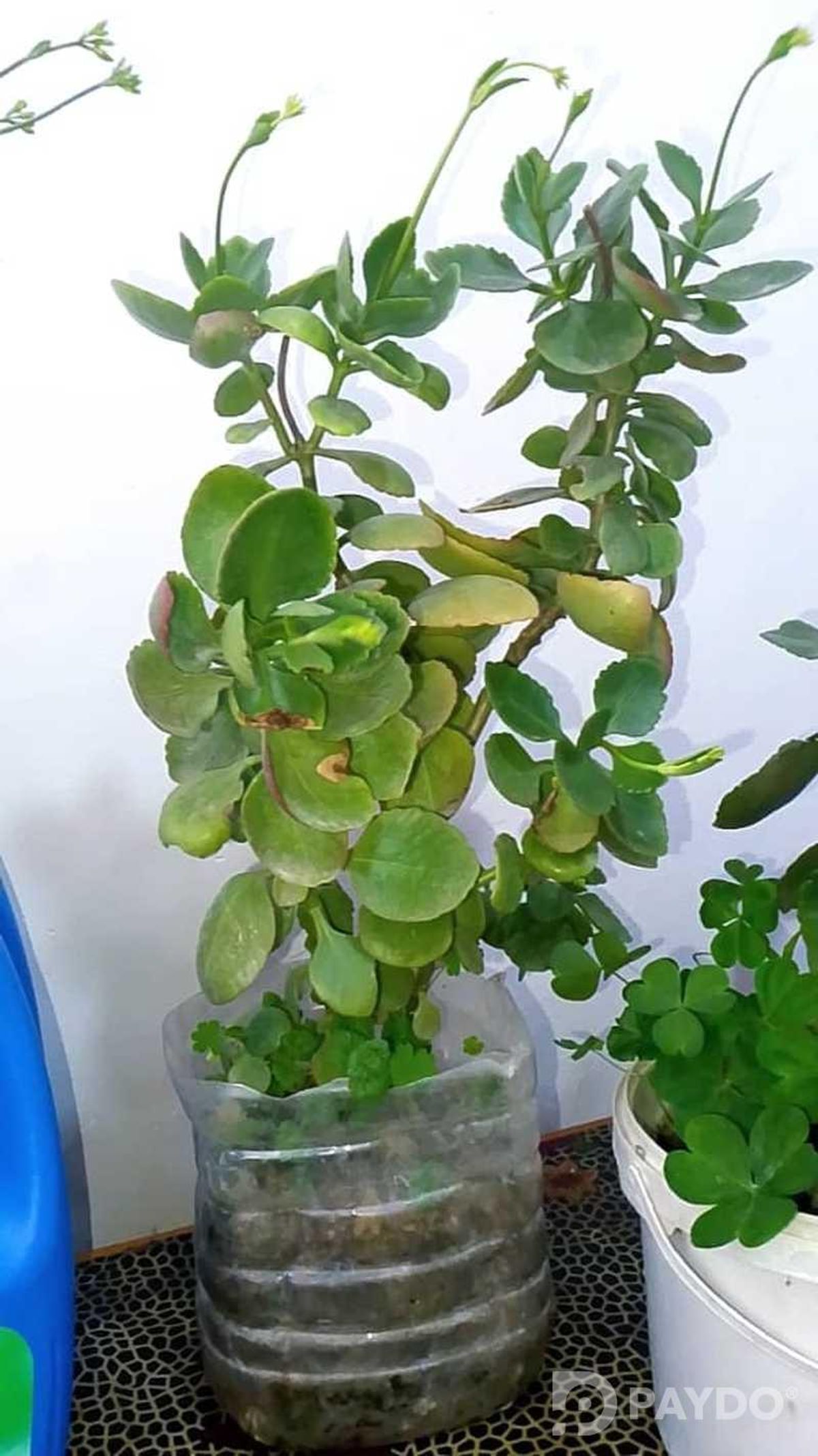 Каланхое
