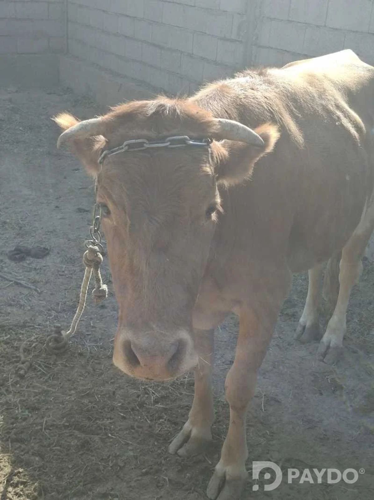 Гуночин