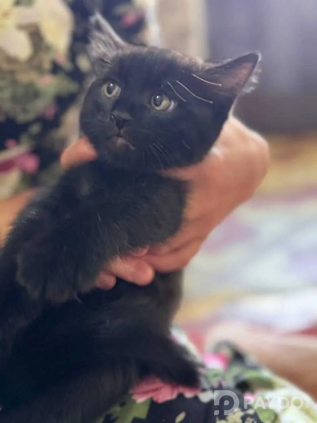 Домашний котёнок даром