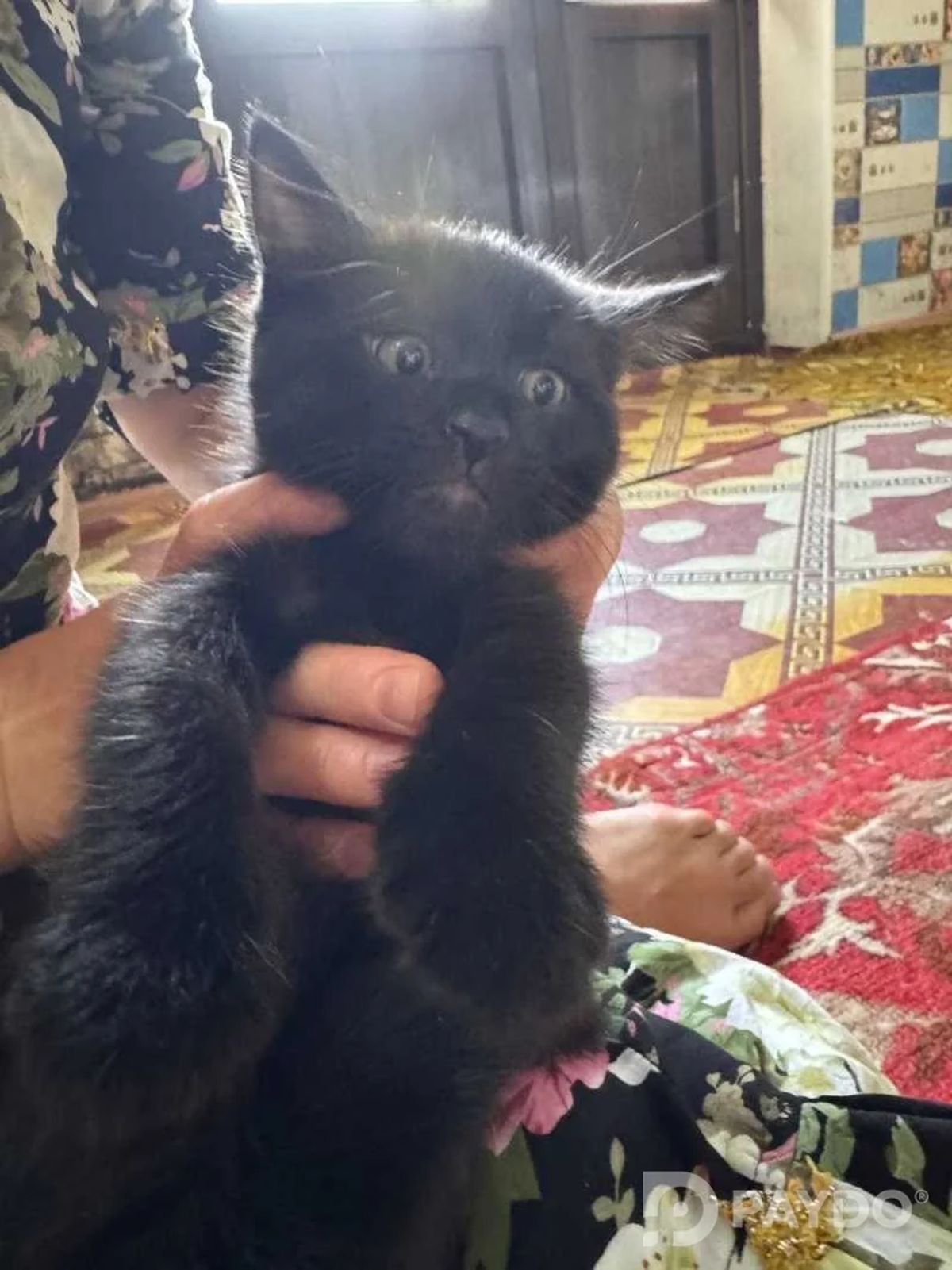 Домашний котёнок даром