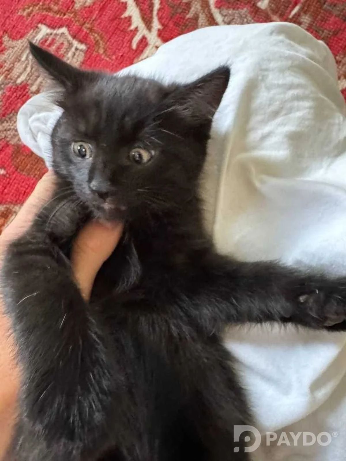 Домашний котёнок даром