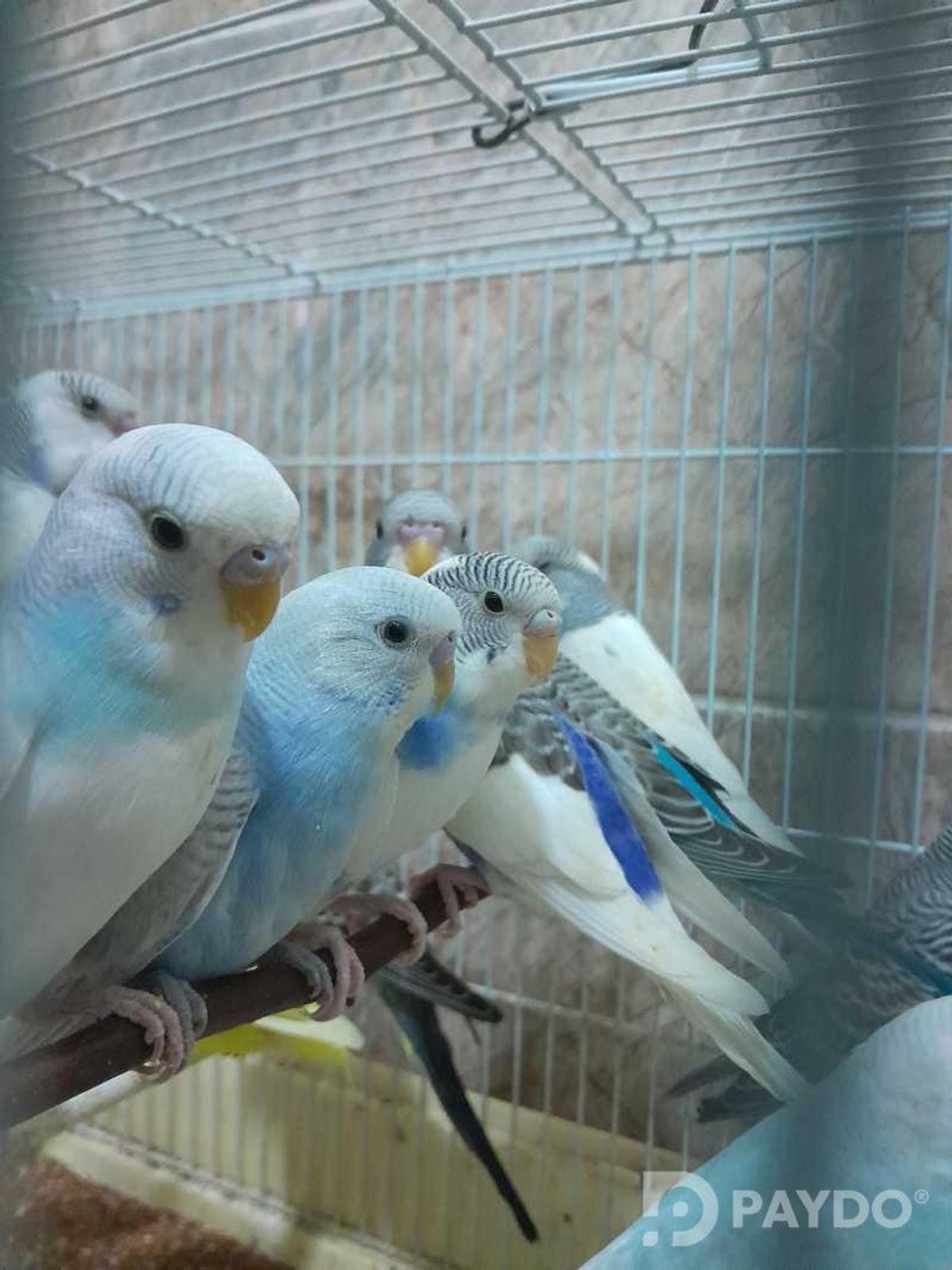 Попугай