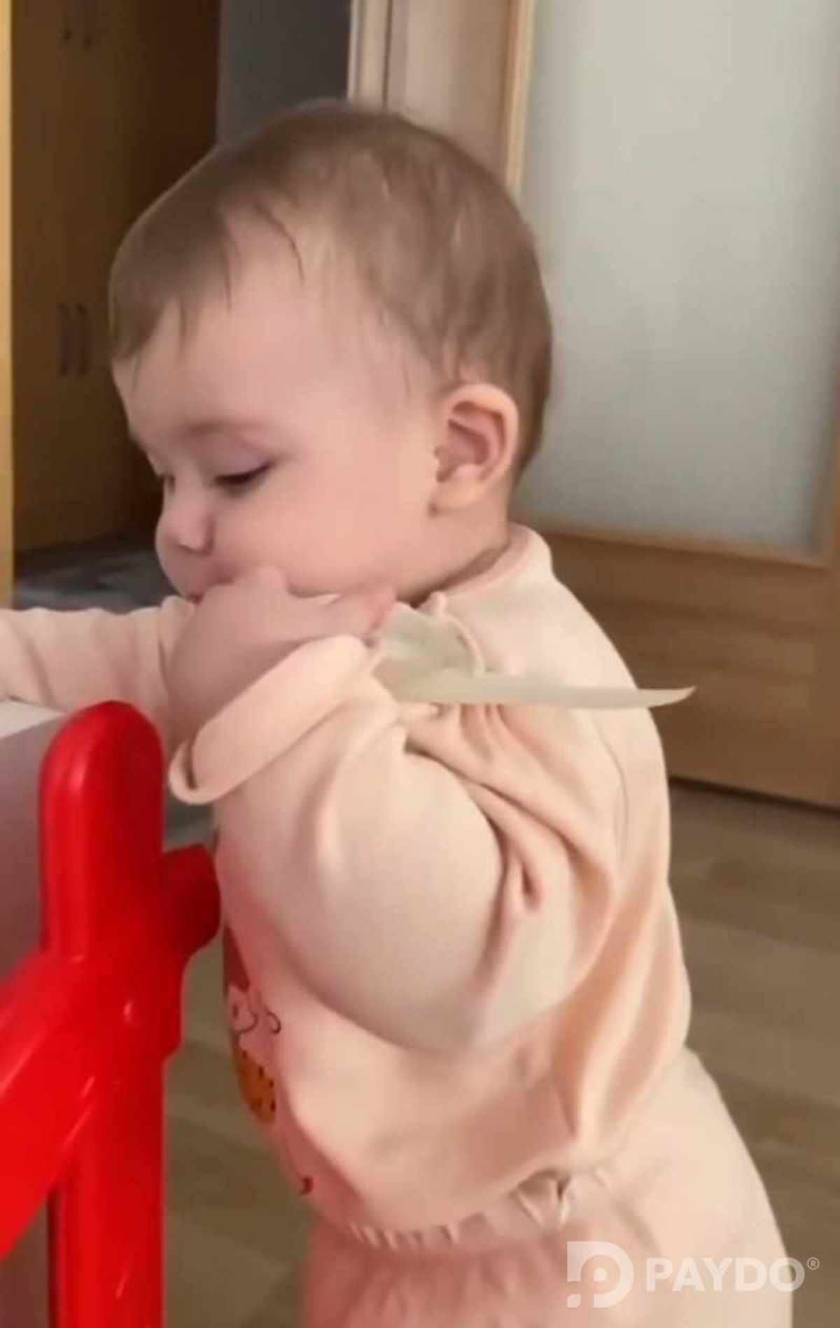 Попугай