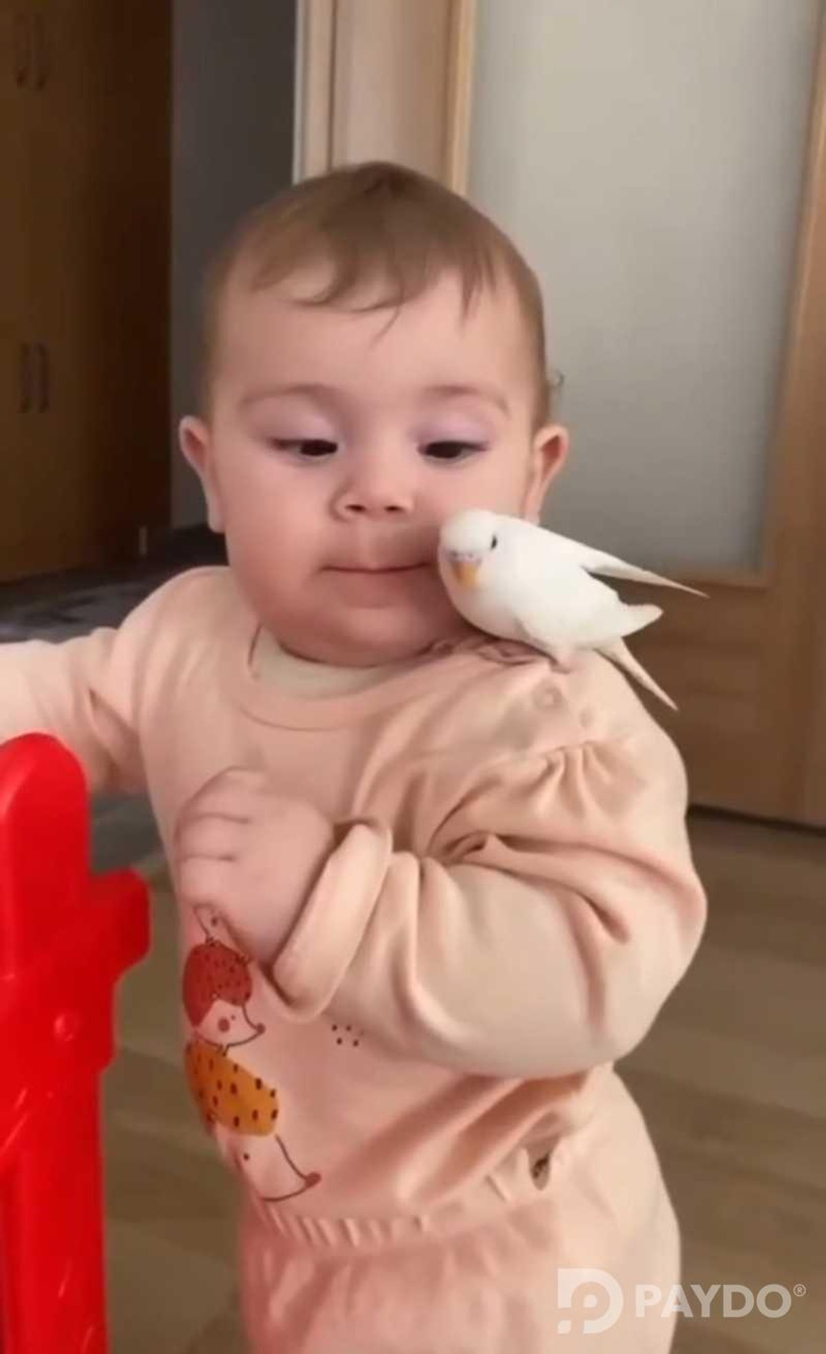 Попугай
