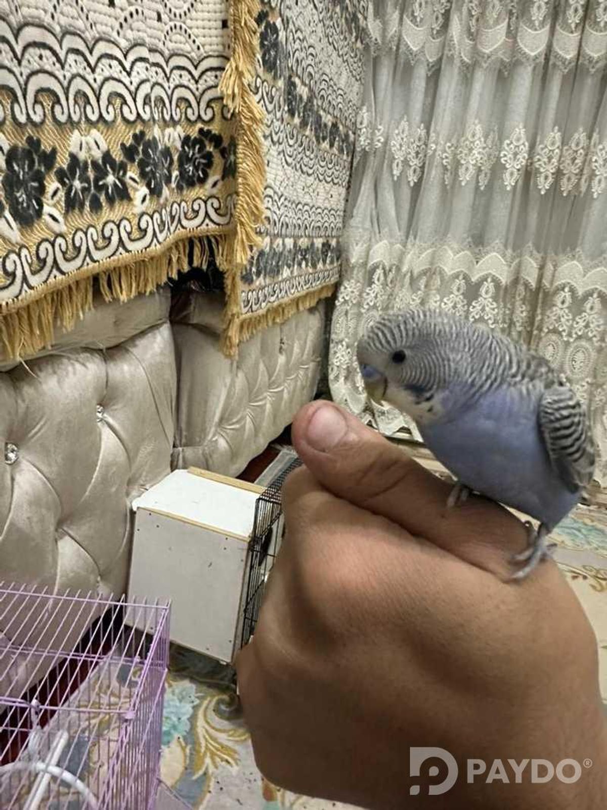 Попугай