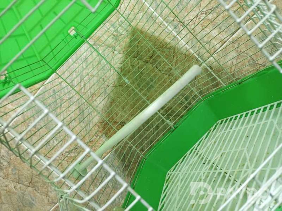 Кафас барои попугай