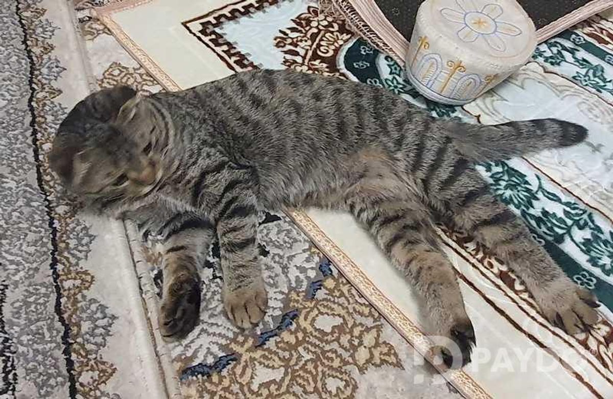 Шотландский Кот Мурсик