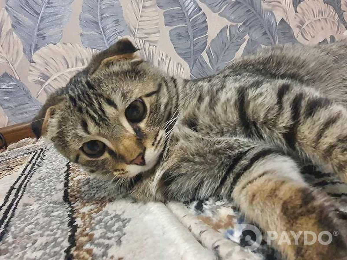 Шотландский Кот Мурсик