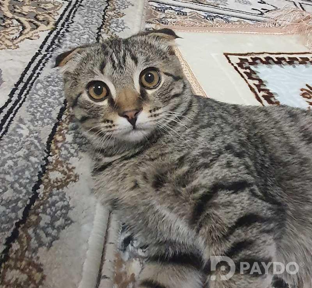 Шотландский Кот Мурсик