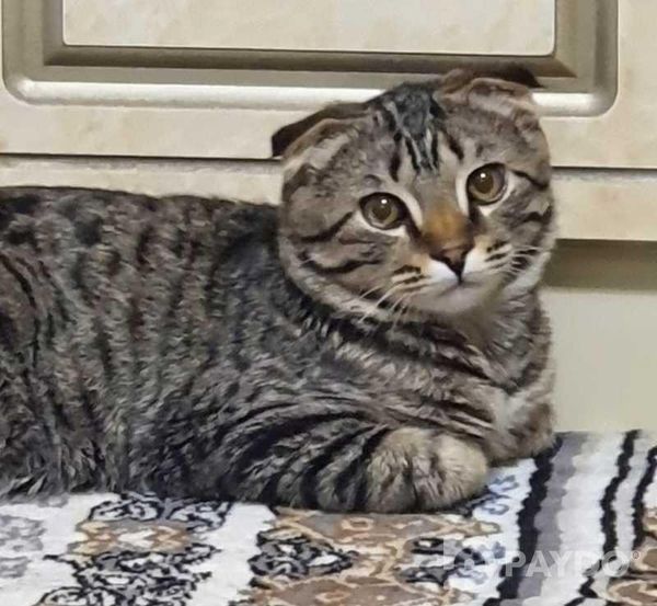 Шотландский Кот Мурсик