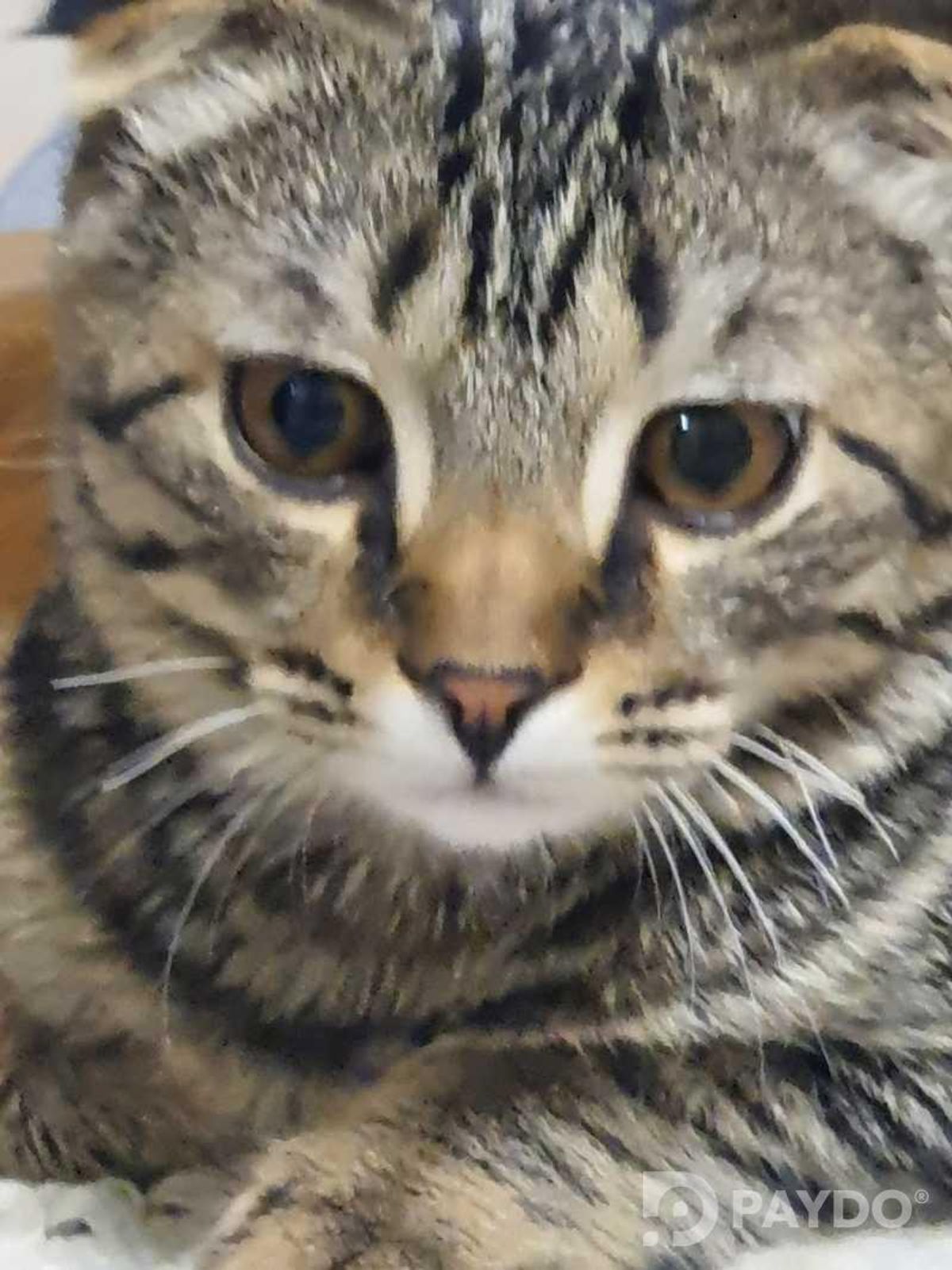 Шотландский Кот Мурсик