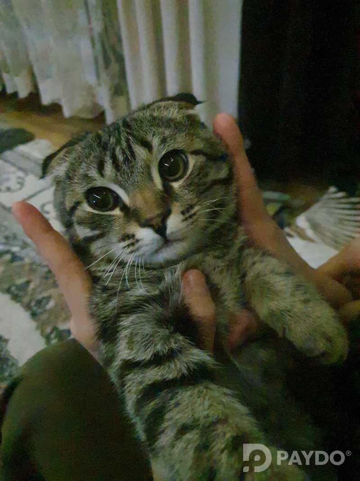 Шотландский Кот Мурсик