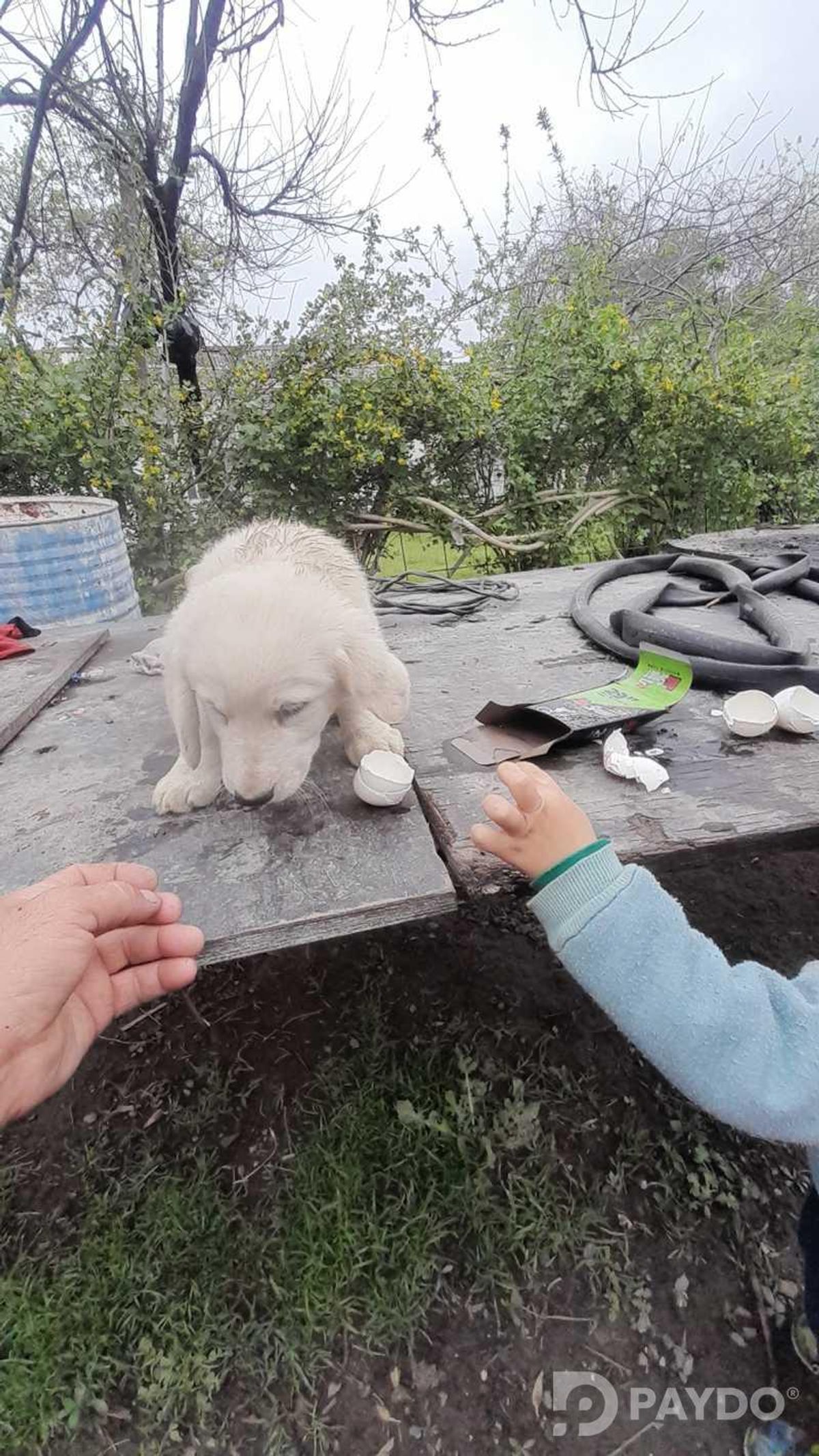 Англиский спаниель