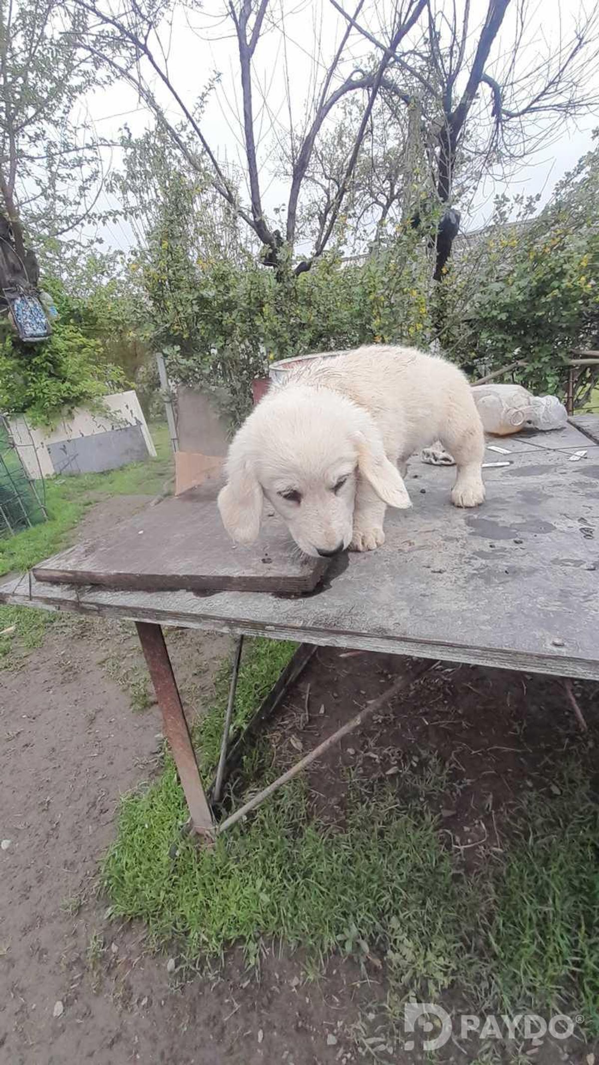 Англиский спаниель