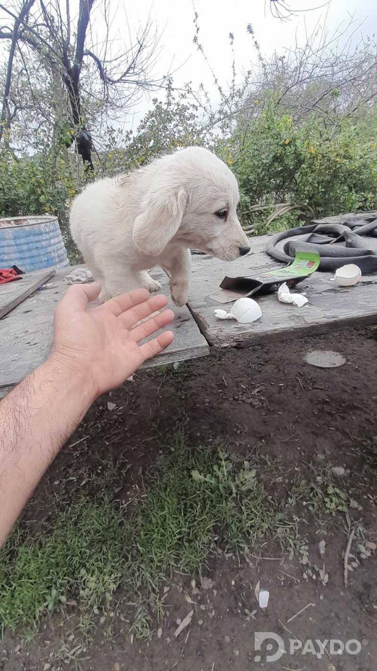 Англиский спаниель