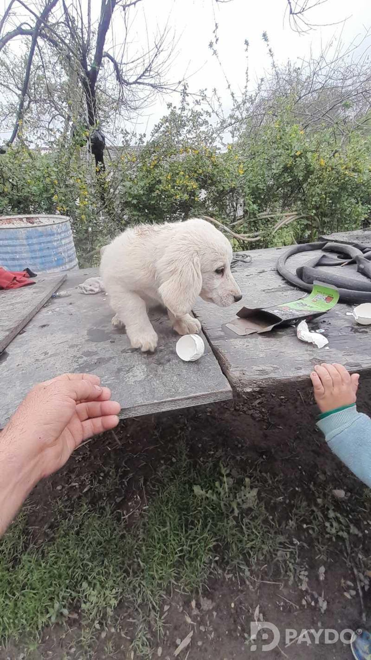Англиский спаниель