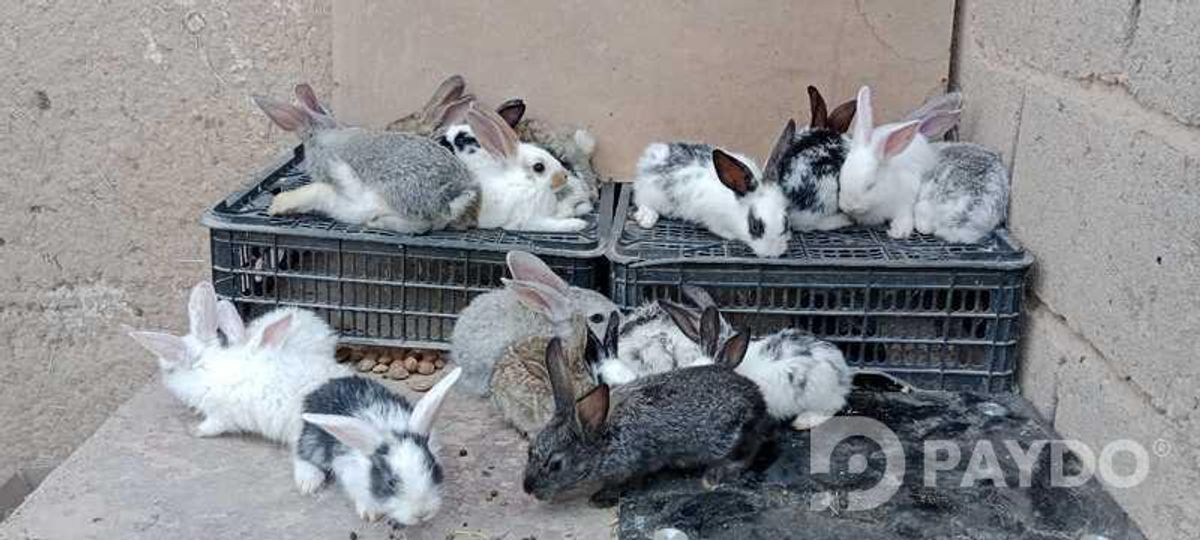 Харгушча 9км