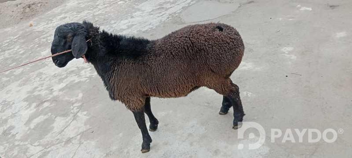Кушкор барра