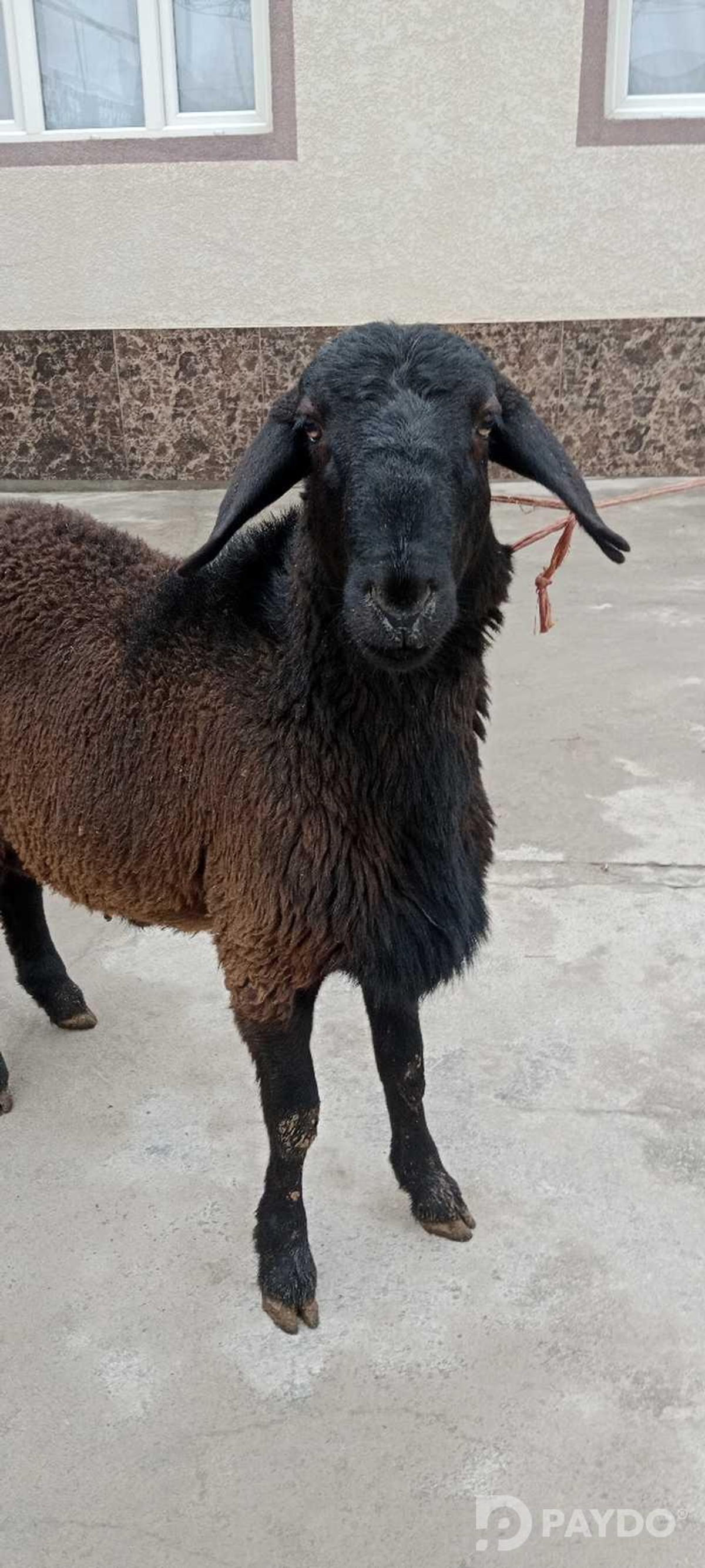 Кушкор барра