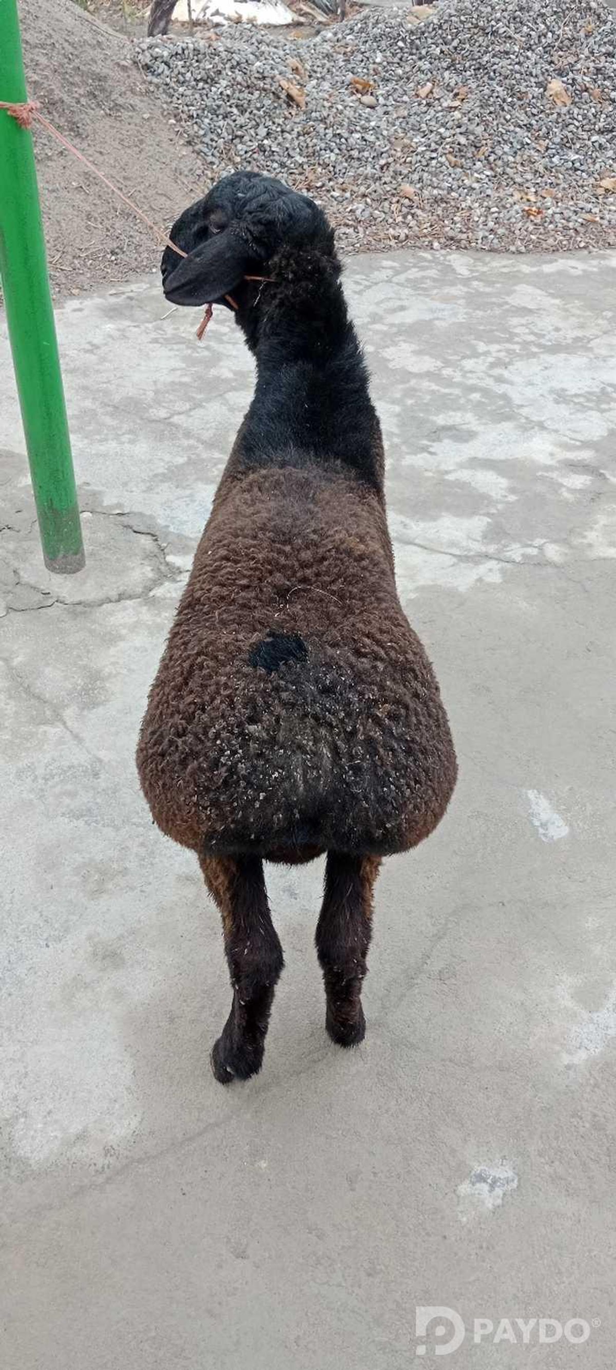 Кушкор барра