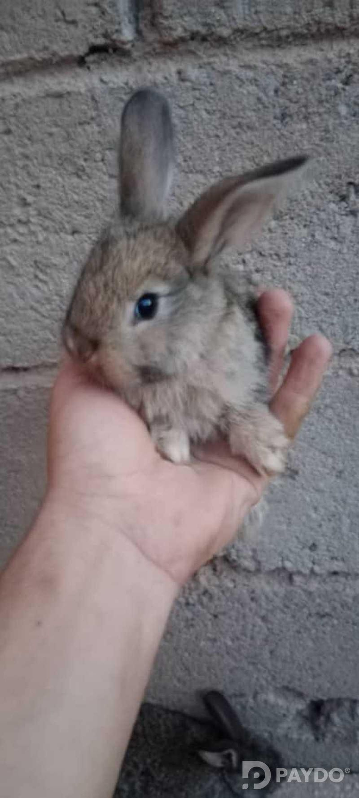 Rabbits