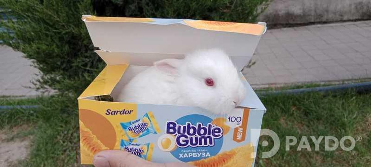Харгӯшҳо