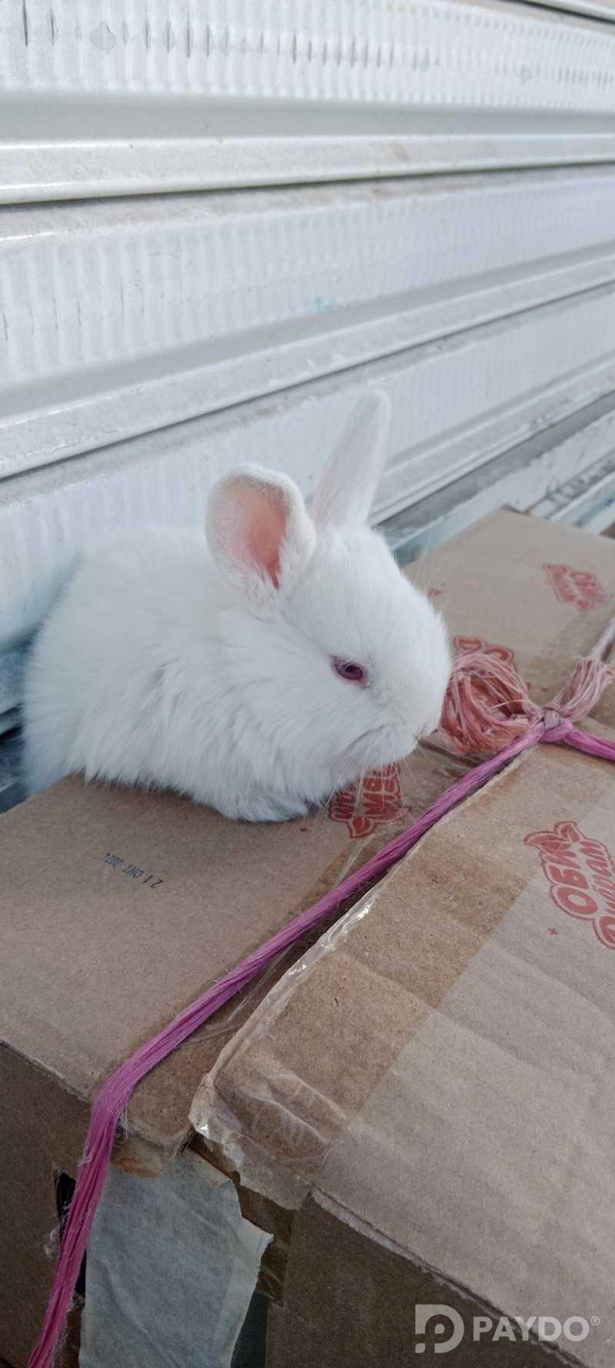 Rabbits