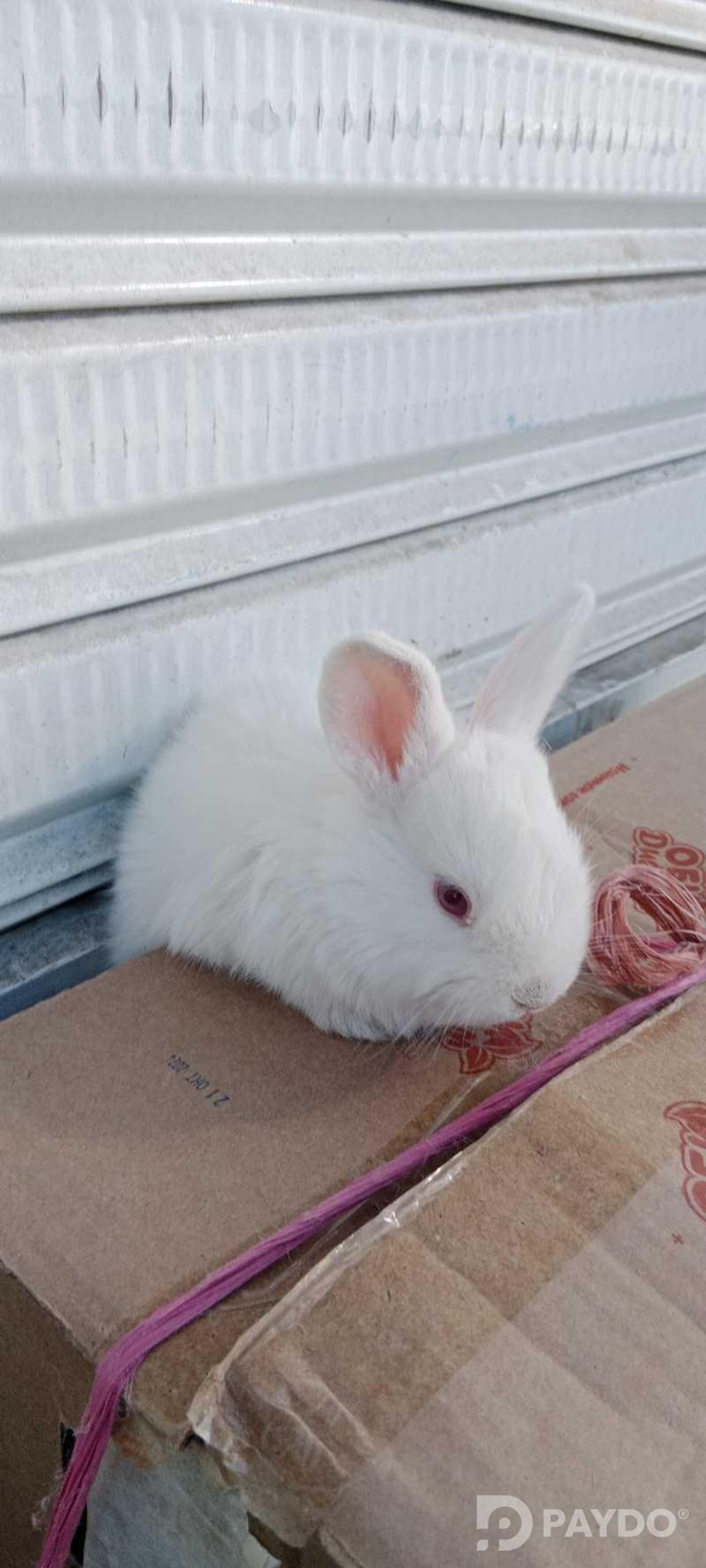 Rabbits
