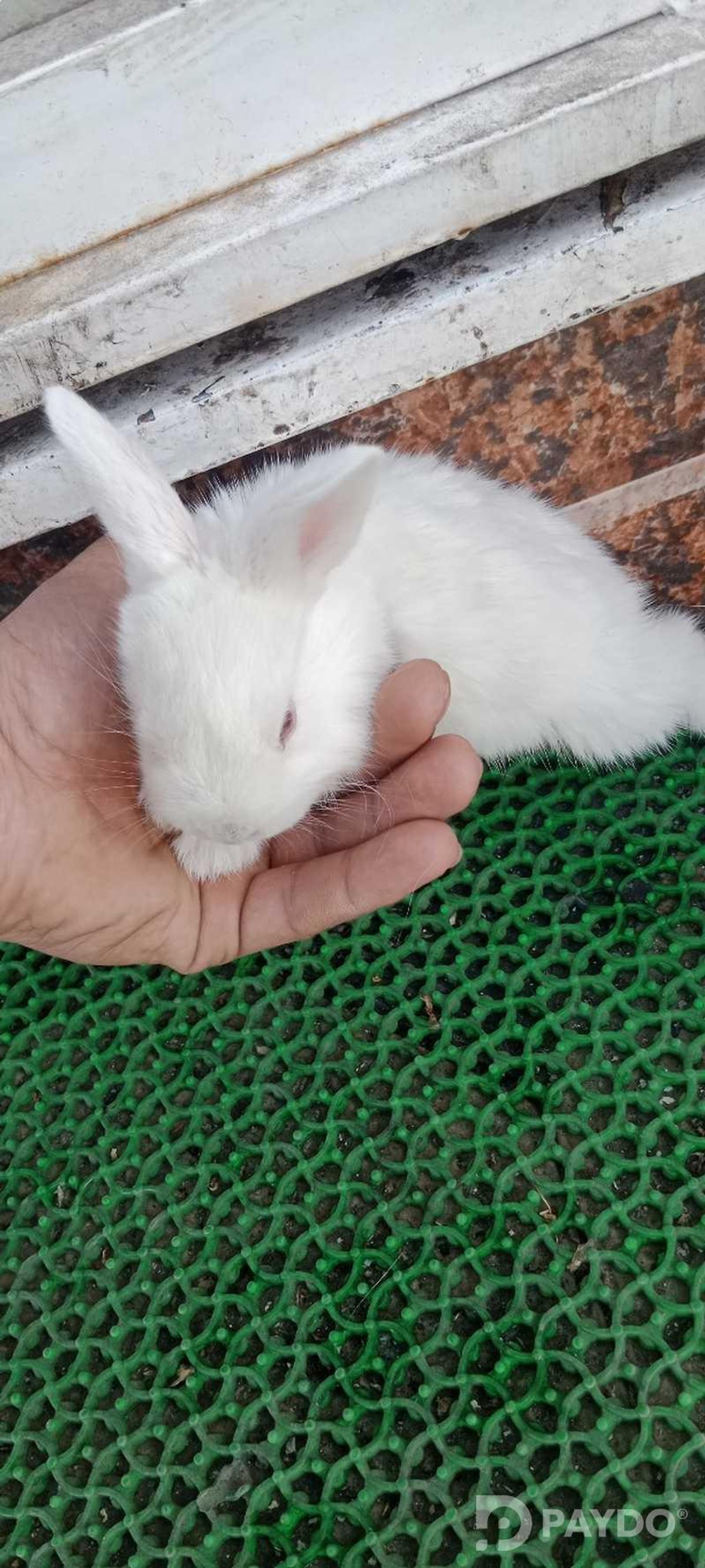 Rabbits