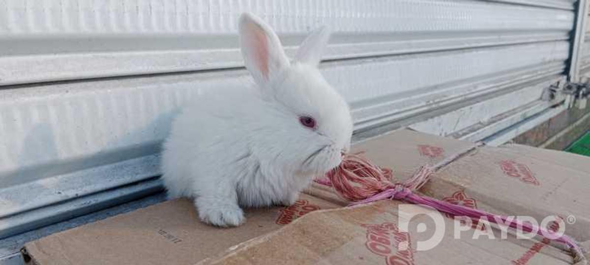 Rabbits