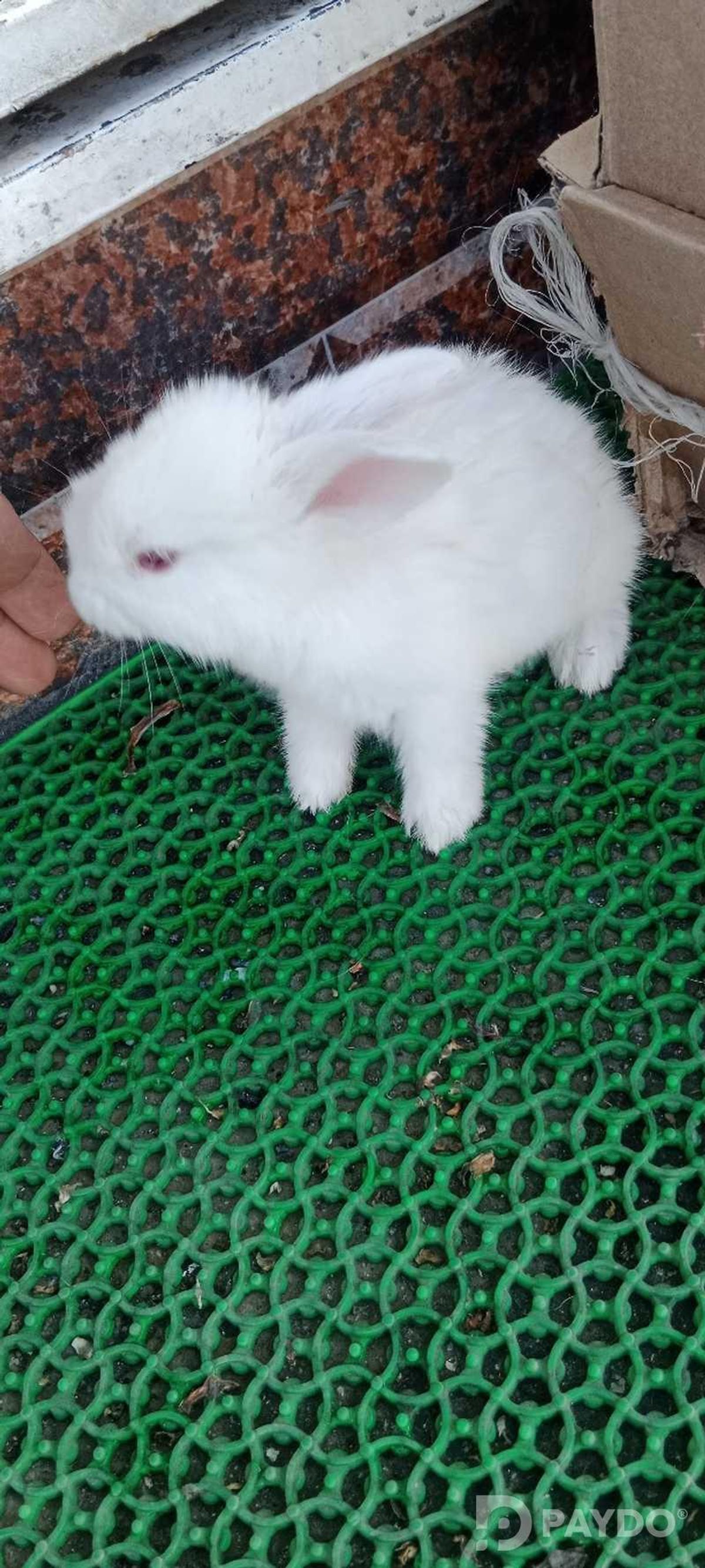 Rabbits
